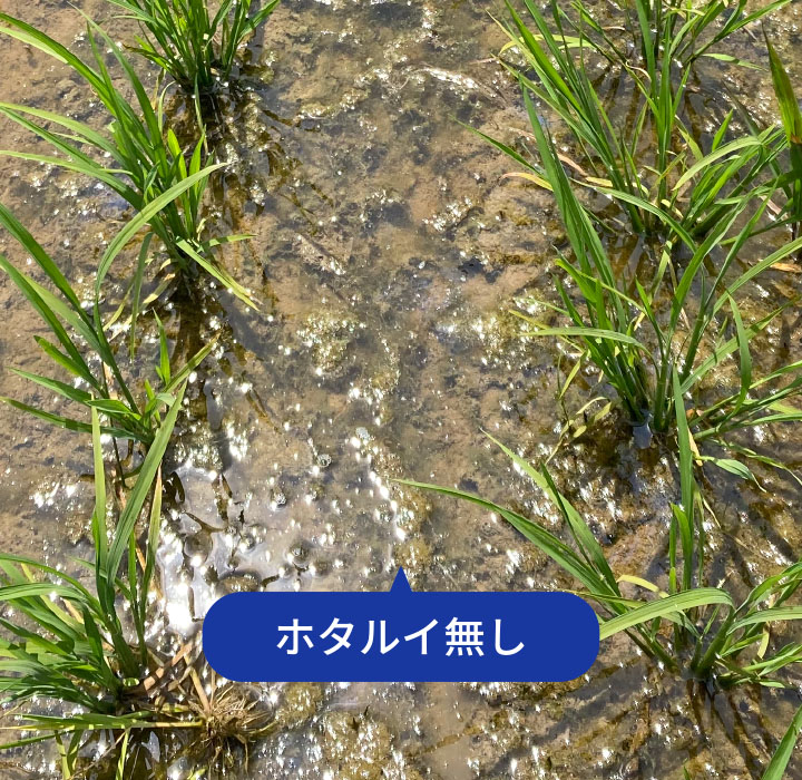 17日後