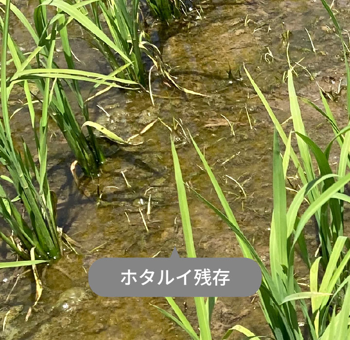 17日後