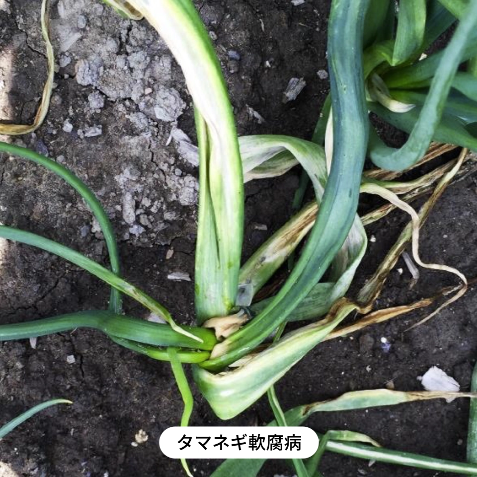 タマネギ軟腐病