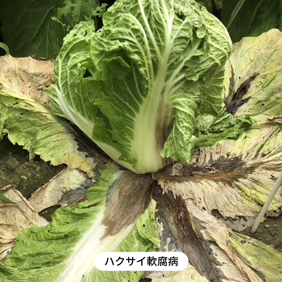 ハクサイ軟腐病