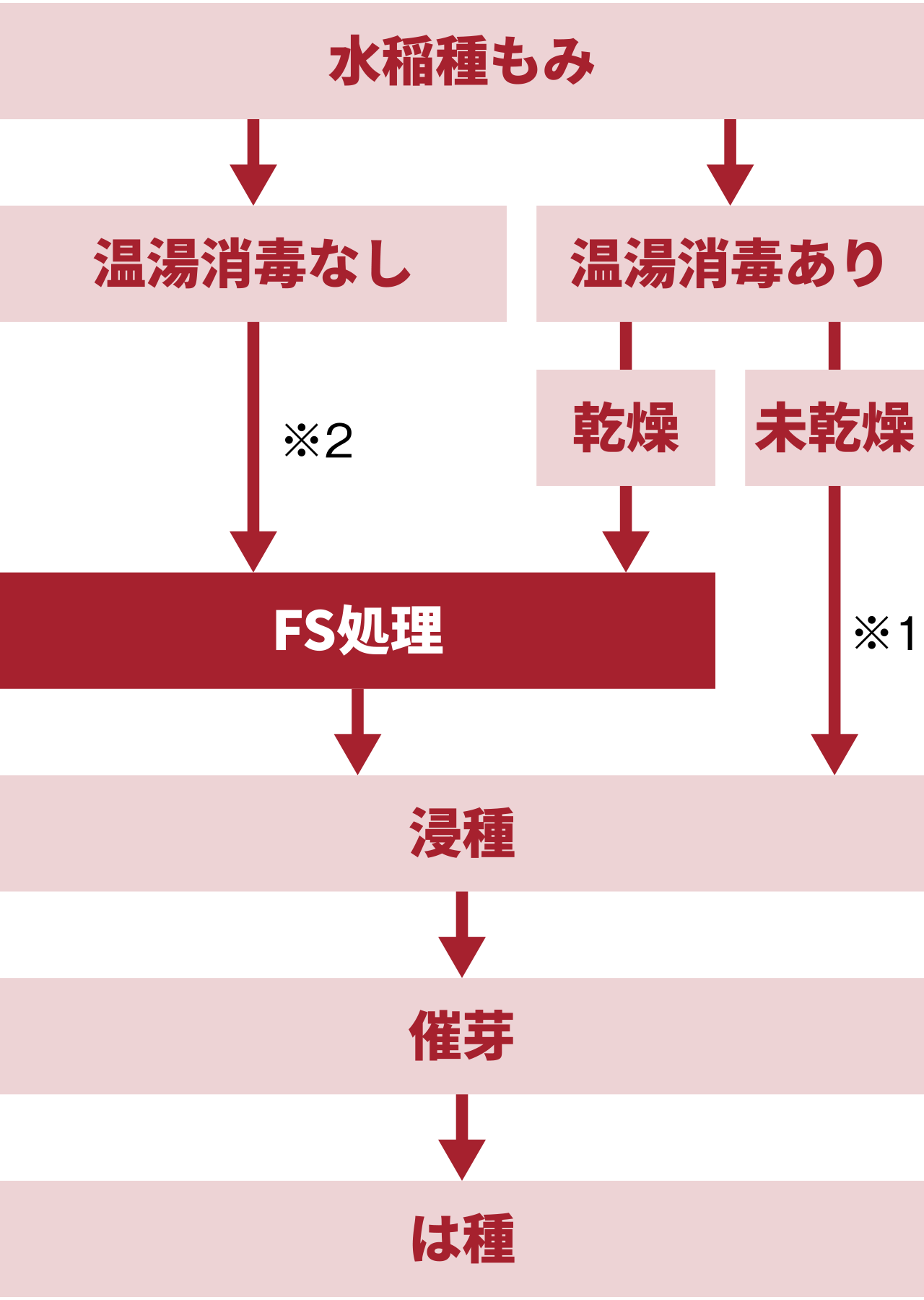 水稲種子処理の工程
