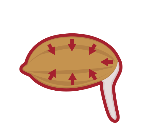 有効成分を吸収