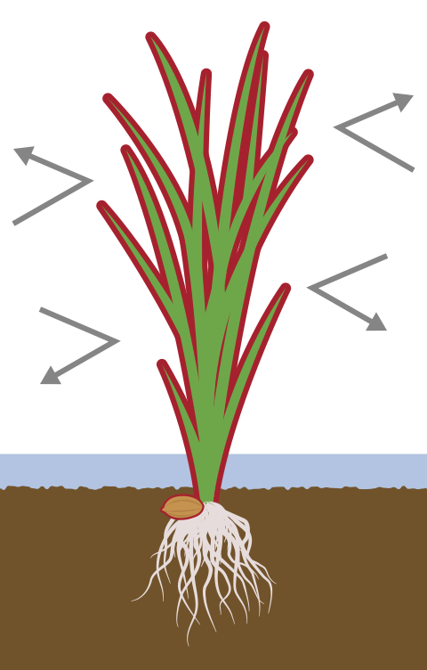 本田で防除効果を発揮